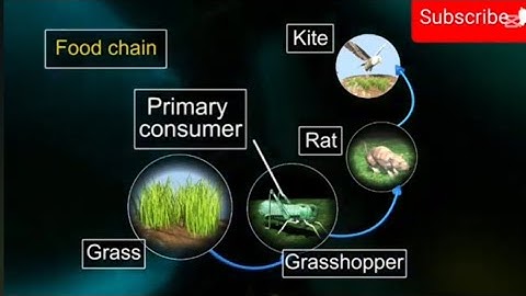 food chain and food web