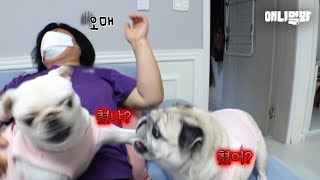 매일 퍼-그 퍼-그👊 주먹다짐하는 퍼그자매.. 주인도 몰랐던 싸움의 이유ㅣSister Dogs At War Every Day