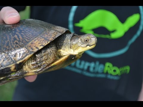 The Pondcast Episode 35 Garden State Tortoise Youtube