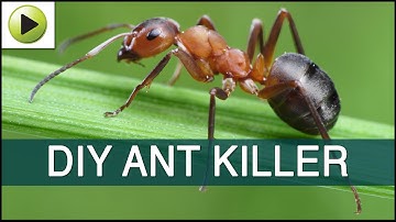 Homemade Ant Killer