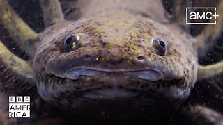 The Ancient Aztec Practice Protecting Axolotls | Our Planet Earth | BBC America