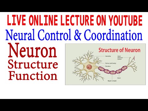 Neuron, Structure and Function Live Lecture.