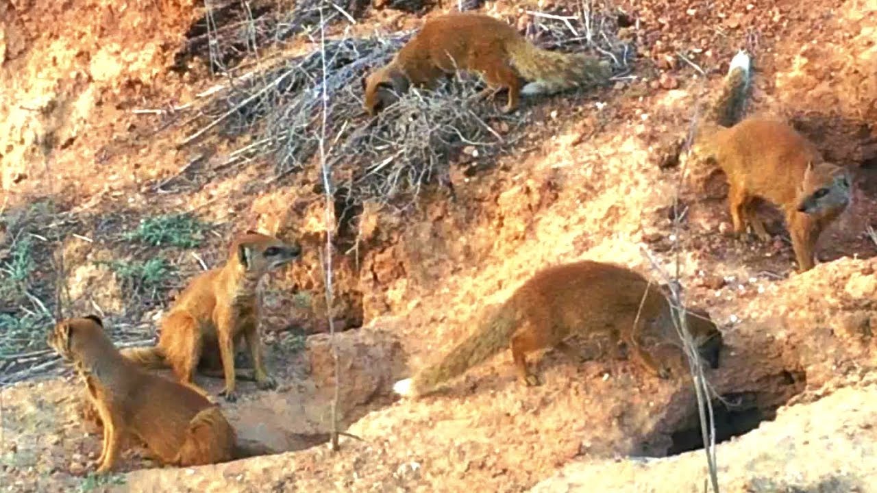 AMAZING MONGOOSES - ADOPT WILD YELLOW MONGOOSES FROM THE TSEBOKOLODI FAMILY ☆ ADOPT A MONGOOSE