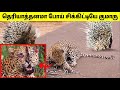    10  animals messed with wrong opponents  tamil amazing facts  animals