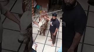 Cow Qurbani Eid Ul Azha 2022 Trending Subscribe My Channel Desi Kitchen By Nighat