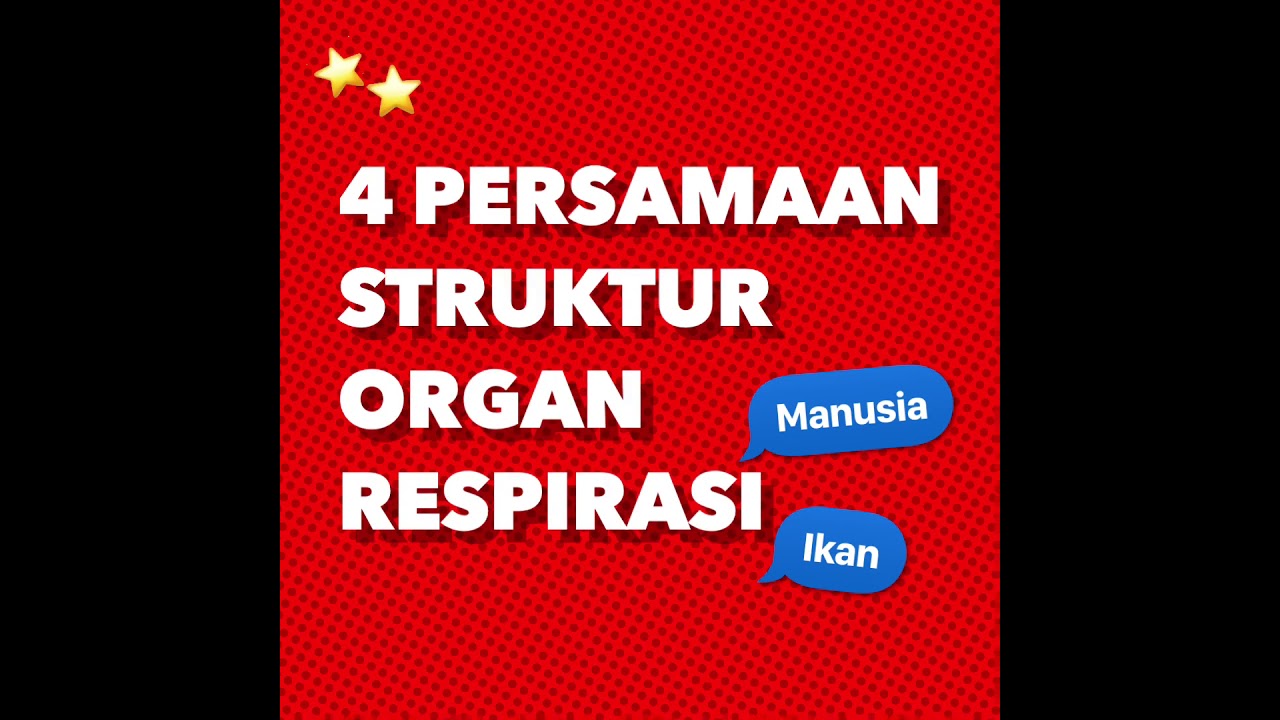 Persamaan Struktur Organ Respirasi Manusia Dan Ikan Youtube