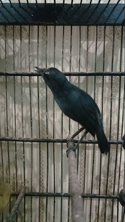 Rawatan sederhana buat cingcoang/jongkangan gacor teler