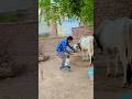 meri Gaiya Aati Hai #cow #viral #cowvideos #cute #viralvideo #shorts