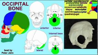 MOST INTERESTING BONE OF THE CRANIUM CONTEST 1