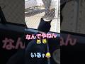 関西弁も話す！滑舌が良すぎる猫 #しゃべる猫 #天才猫