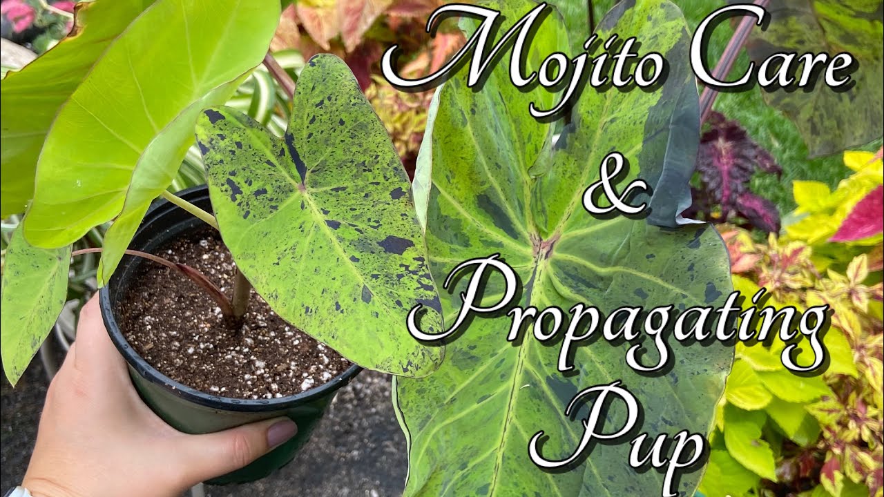 Mojito Plant Care & Propagating Pup YouTube
