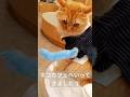 【ネコカフェ】ふくきててかわいかった!!
