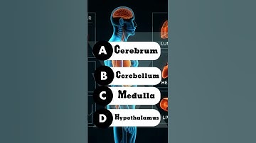 which part of the brain controls balance and coordination? #humanbodyquiz #quiz #neuronoodles