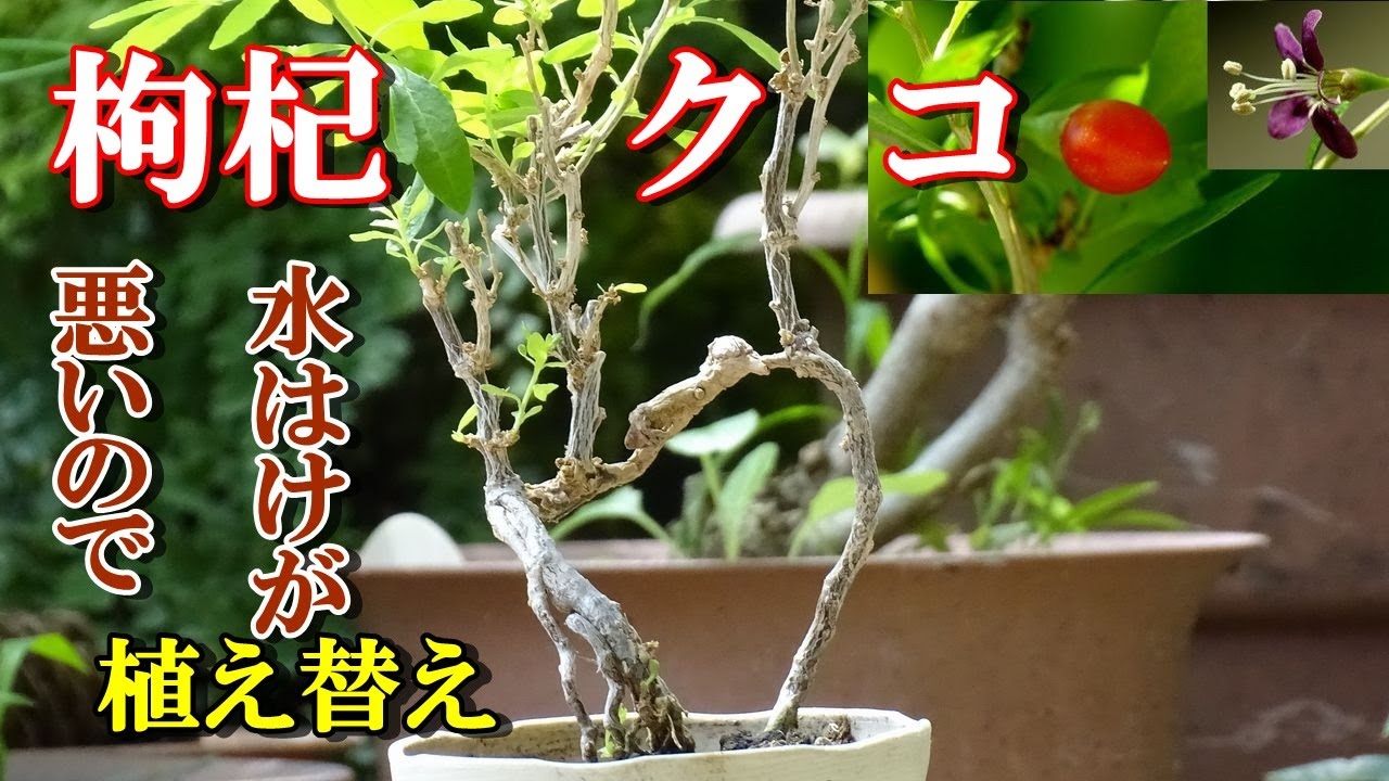 クコ盆栽】ゴジベリー クコ実生2. 6年生 水はけが悪いので植え替え