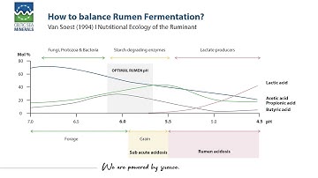🐄 #3 How to balance rumen fermentation? 🐄