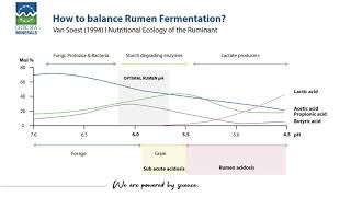 How To Balance Rumen Fermentation?