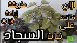 ازاي تحافظ على نبات السجاد (الكوليوس) وطريقة زراعته