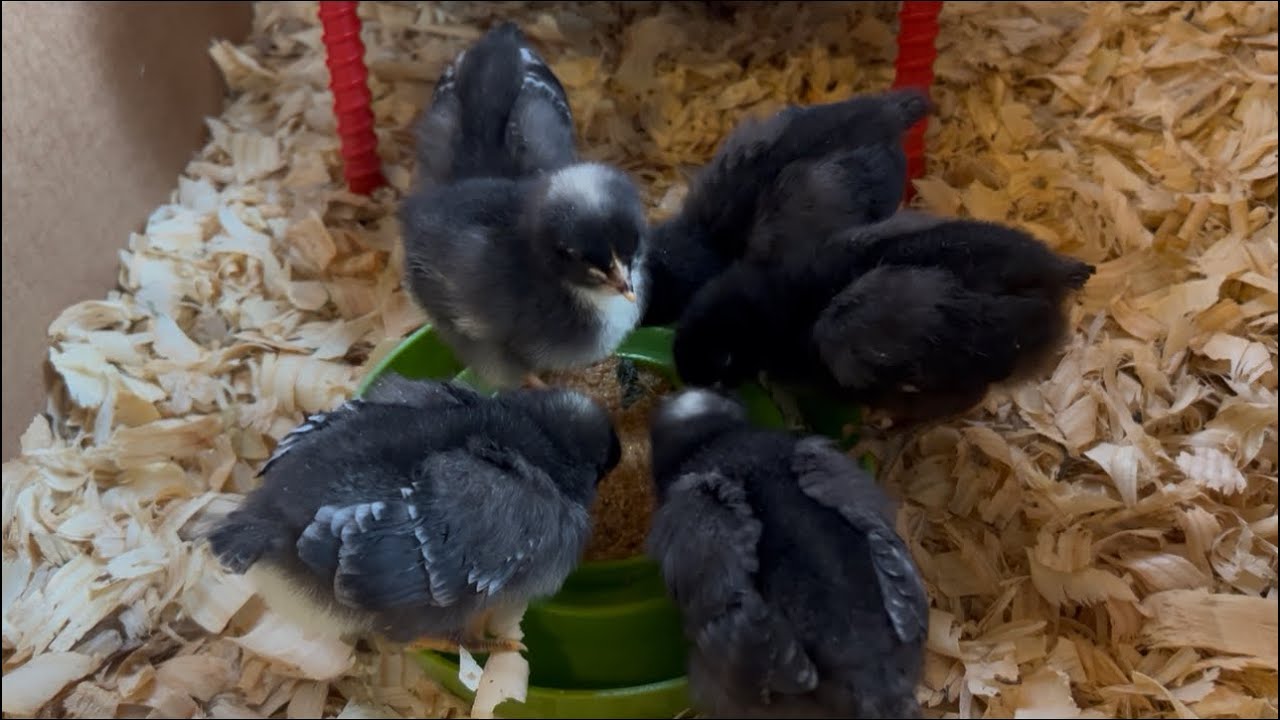 Eggs: Superfood for Chickens