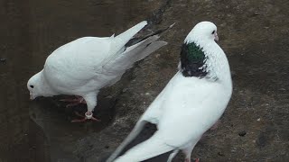 ДОСТОЙНЫЕ БОЙНЫЕ ГОЛУБИ !!!#pigeons​##Tauben​##աղավնիներ​##göyərçinlər​##көгершіндер##продажа#