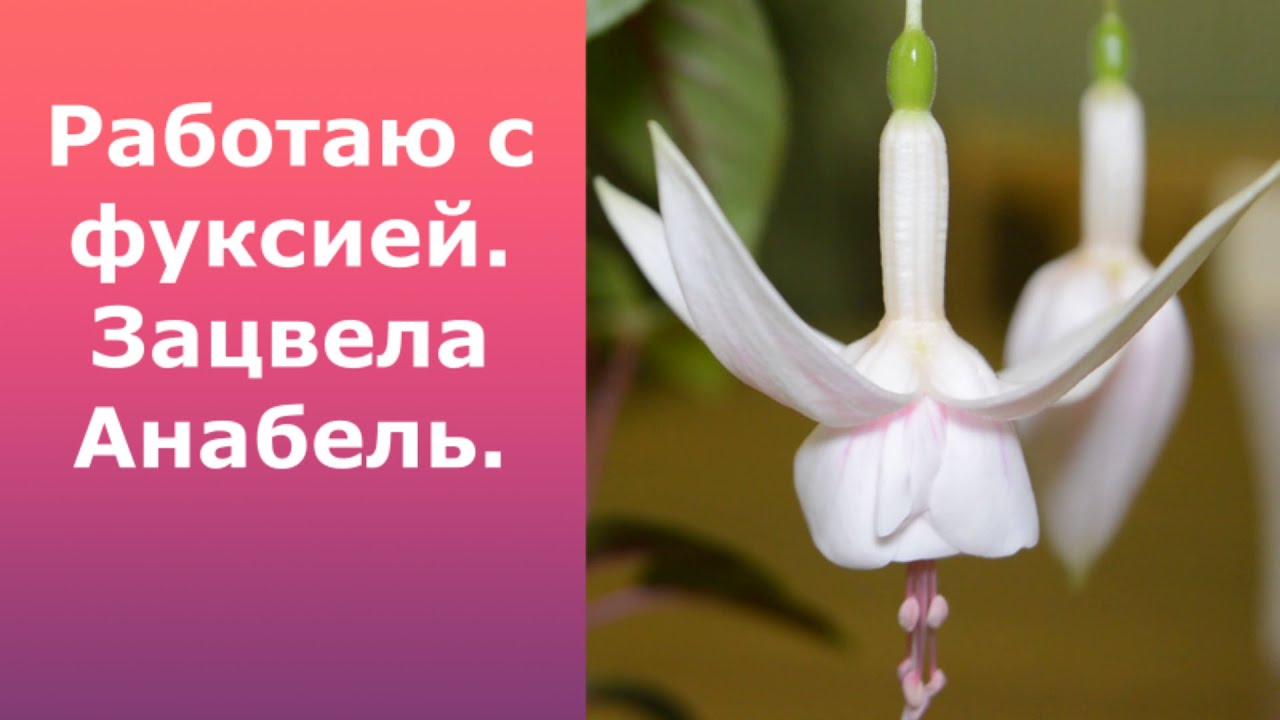 Работаю с фуксией/От черенка до формировки и цветения.