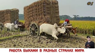 РАБОТА БЫКАМИ В РАЗНЫХ СТРАНАХ МИРА #1  / WORKING BY BUFFALO IN DIFFERENT COUNTRIES OF THE WORLD