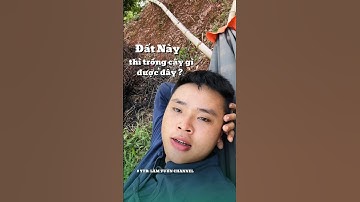 Đất nghèo thì có thể trồng cây bồ kết dược liệu #câygiốngbồkết #câybồkết