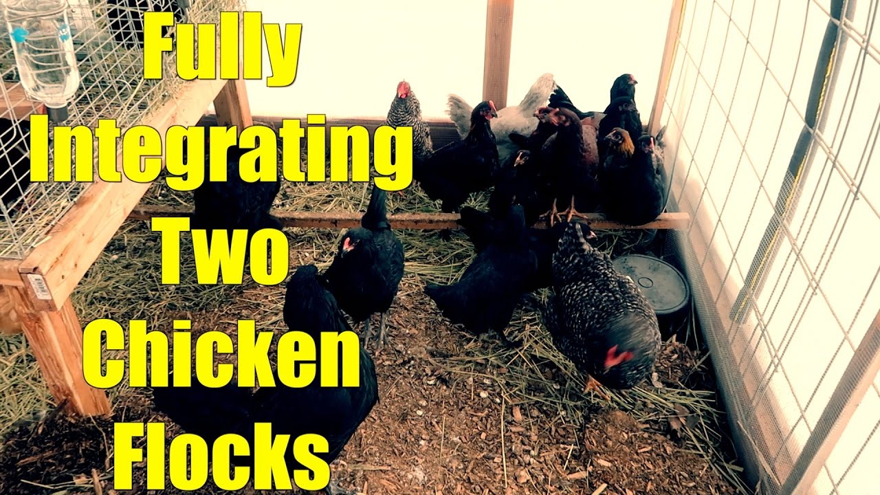 integrating new chickens into your flock Fully Intergrating Two Chicken Flocks