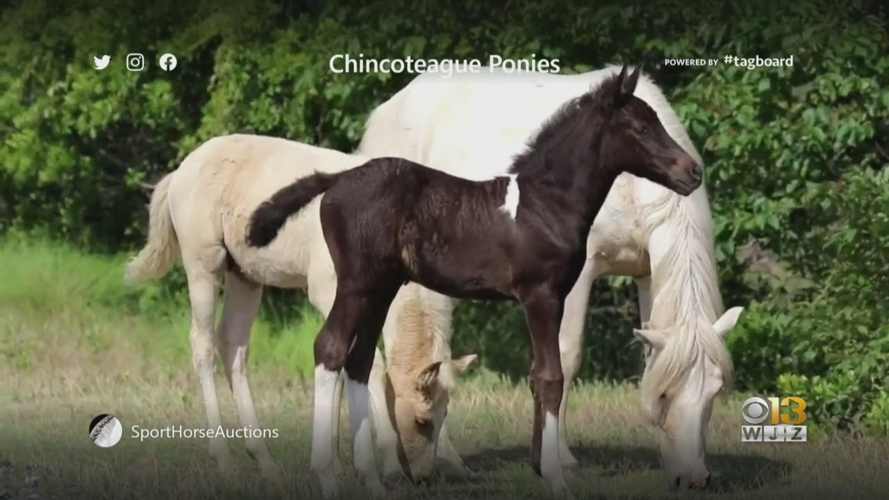 Chincoteague Pony Auction Held Online YouTube