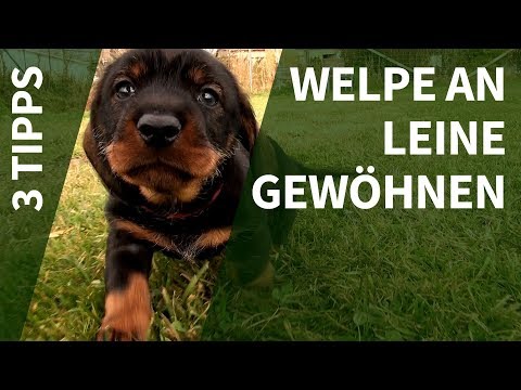 Video: Die 3-Stufen-Methode Für Das Leine-Training Eines Welpen