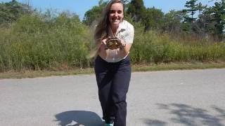 Nature Nuggets: Eastern Spiny Softshell Turtles