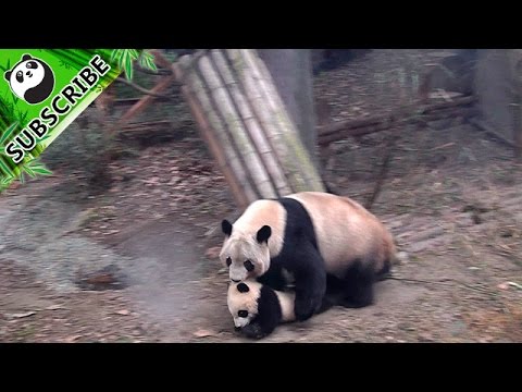 The giant pandas at Chongqing Zoo have been seen making the