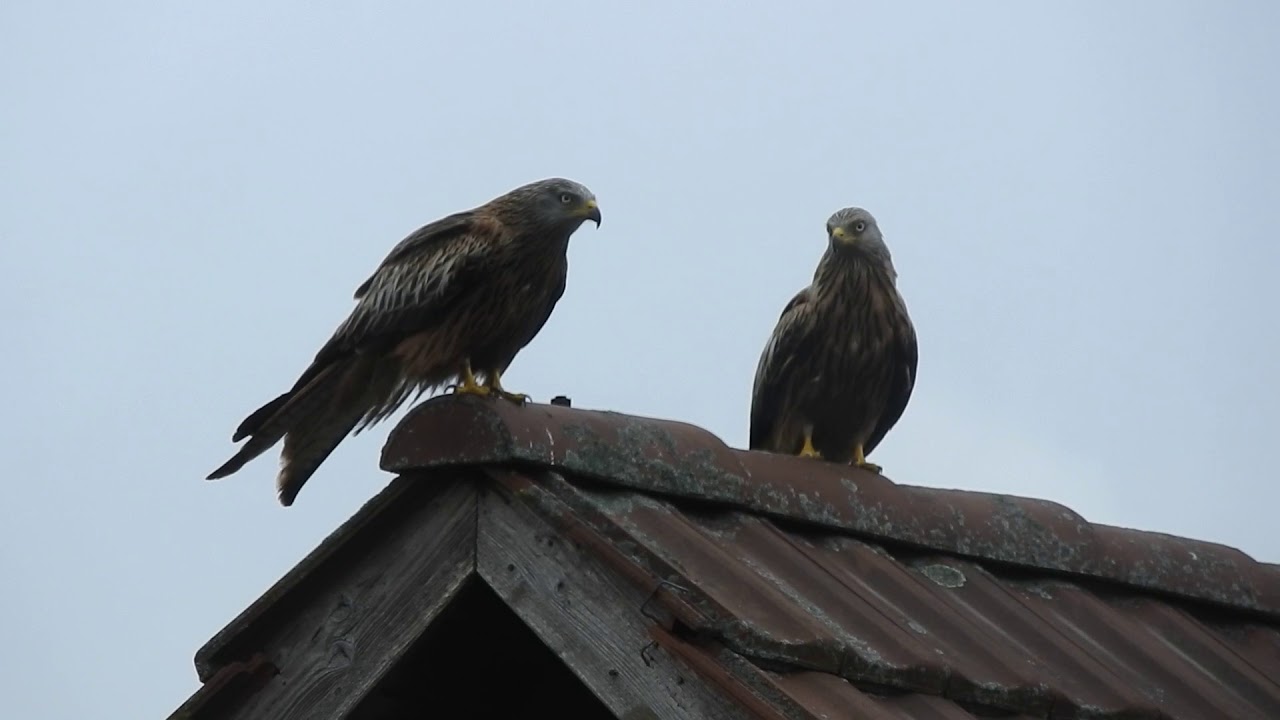 屋根の上のアカトビ2羽 1 Red Kite 16 0524 Youtube