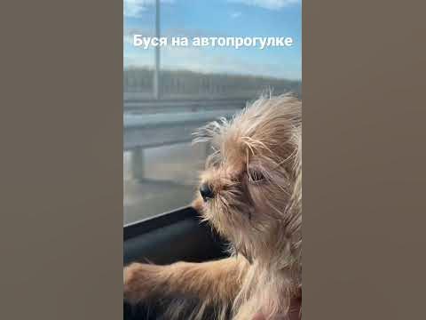 Буся на прогулке - YouTube