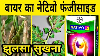 बायर नेटिवो | Nativo | Bayer nativo | Fungicide for paddy | Early blight | Late blight | kapas