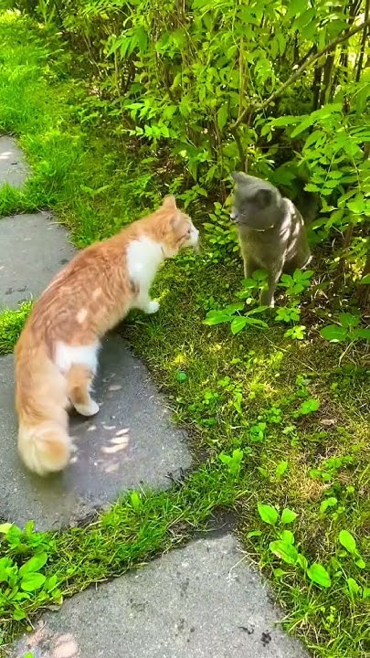 Лиса Мия🦊 и Мила 🐈‍⬛ на даче 🏡 - YouTube