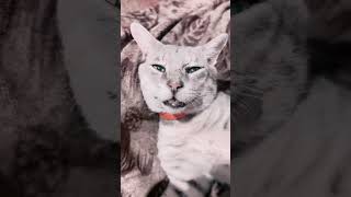 Log Kehte Hain Mai Louis Huu