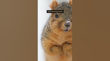 How do Alaskan Ground Squirrels Hibernate? #shorts  #squirrels #hibernate #shortsfeed #amazingfacts