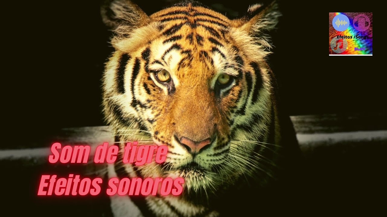 Efeitos sonoros. Sound effect/Som de tigre/ tiger song YouTube