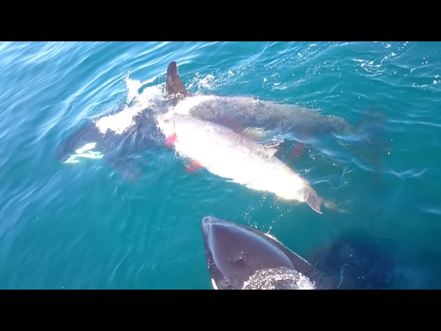sddefault.jpg