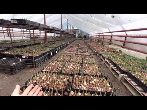 Тюльпаны зимой на гидропонике - YouTube