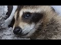 Blind raccoon lovingly holds rescuer hand when eating