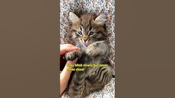 3 Subtle Behaviors That Reveal Deep Trauma in Your Cat #cat #catbehavior #kawaiiikitten