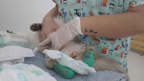 Que se deve fazer quando o gato não consegue urinar?
