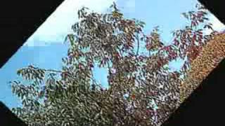 Video voorbeeld van "Cocteau Twins-Summerhead"