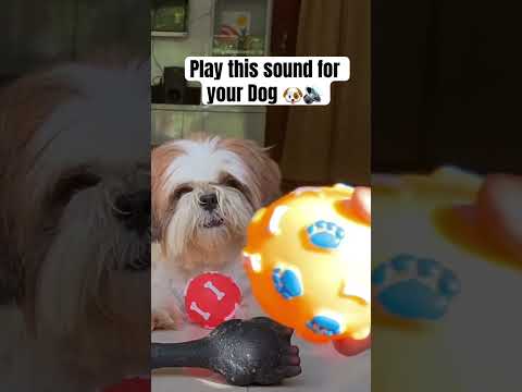 Play this sound and see your Dog’s reaction 😱😂 | Squeaking ball sound for dogs