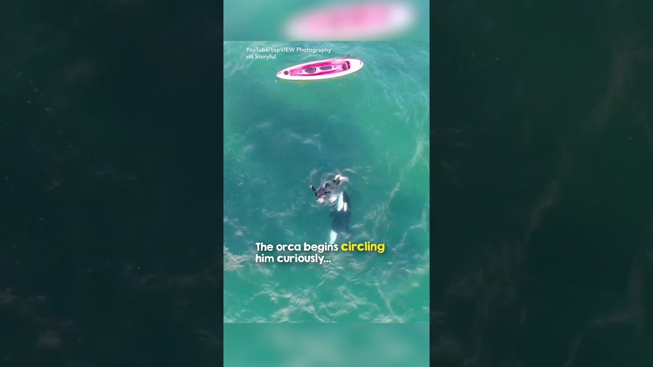 Man and Orca Bond in Open Water 🐋