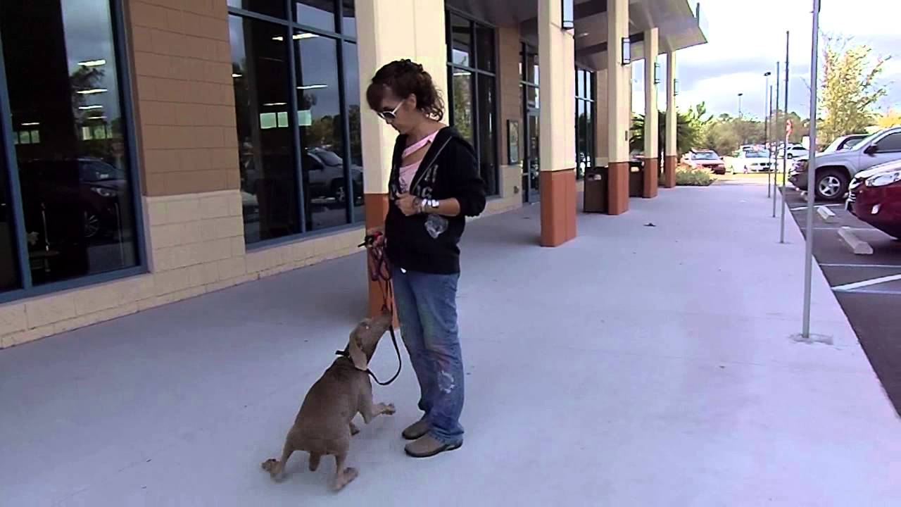 HOW TO USE E COLLAR YouTube