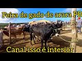 26/04/2021 #Feira de gado de arara PB imperdível ótimos preços 😱😱👏!