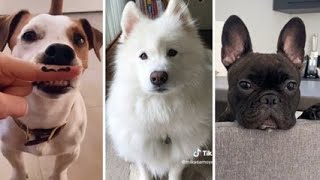 Best Dog Videos Ever Funny DOGS Compilation by Ha Ha Animal 51 views 9 months ago 6 minutes, 34 seconds