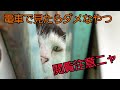 【泣ける】何度も怒鳴られた9年間~怒られ続けた地域猫餌やりの記録~